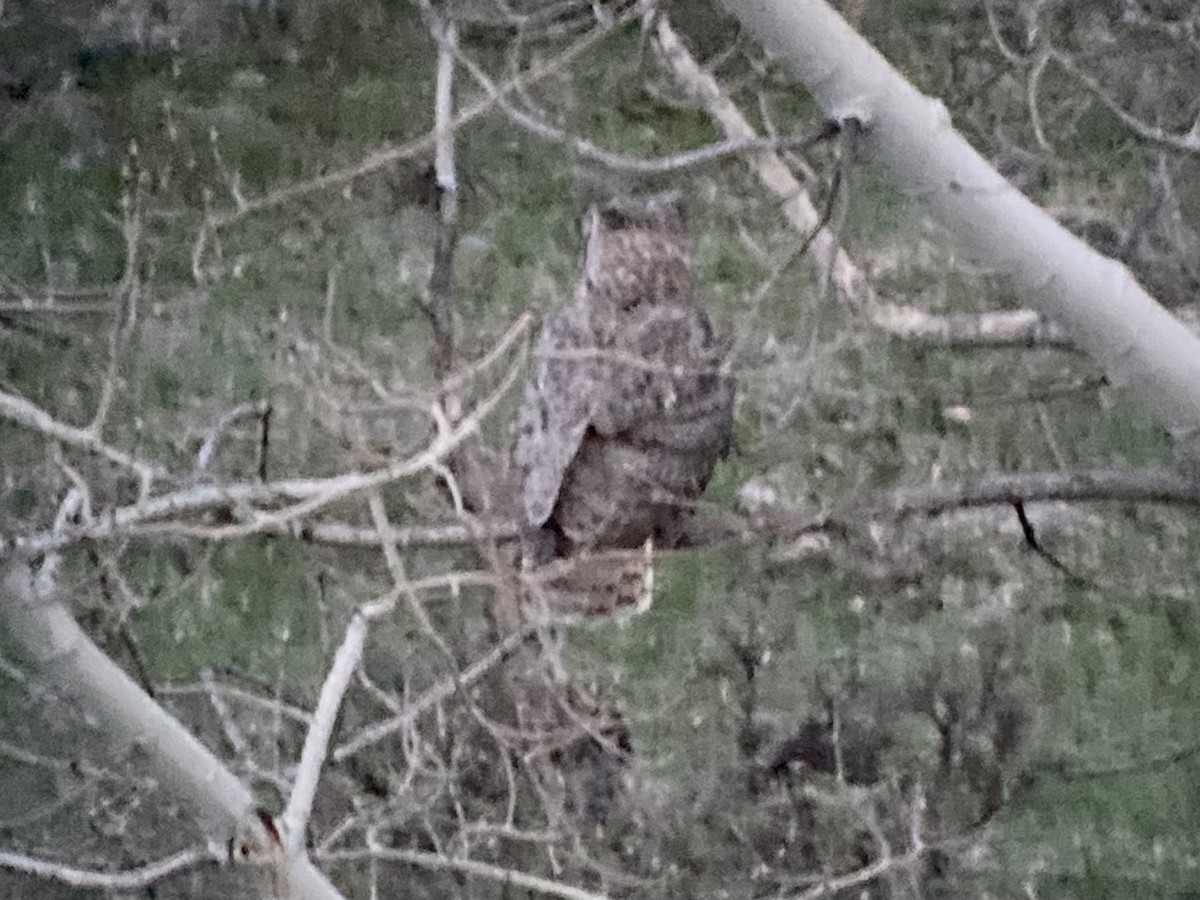 Great Horned Owl - ML512353971
