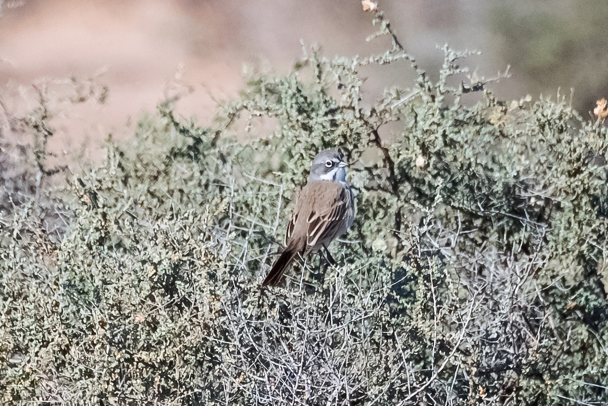 Sagebrush Sparrow - Barry Bruns