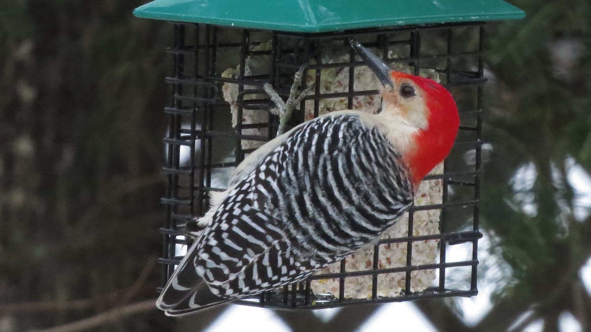 Red-bellied Woodpecker - David and Regan Goodyear