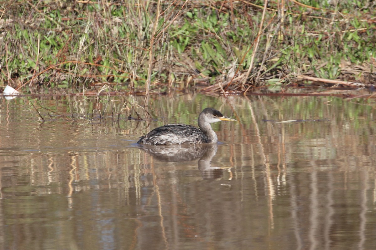 Red-necked Grebe - ML512363391