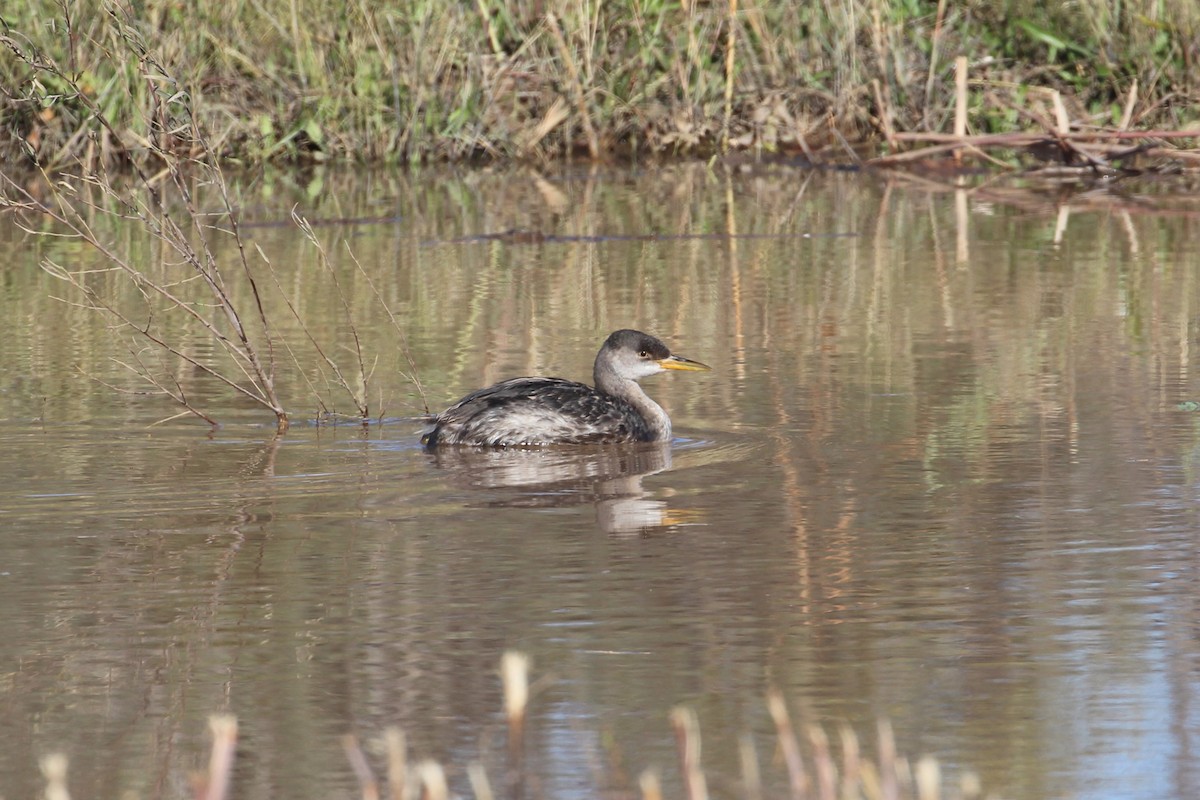 Red-necked Grebe - ML512363411