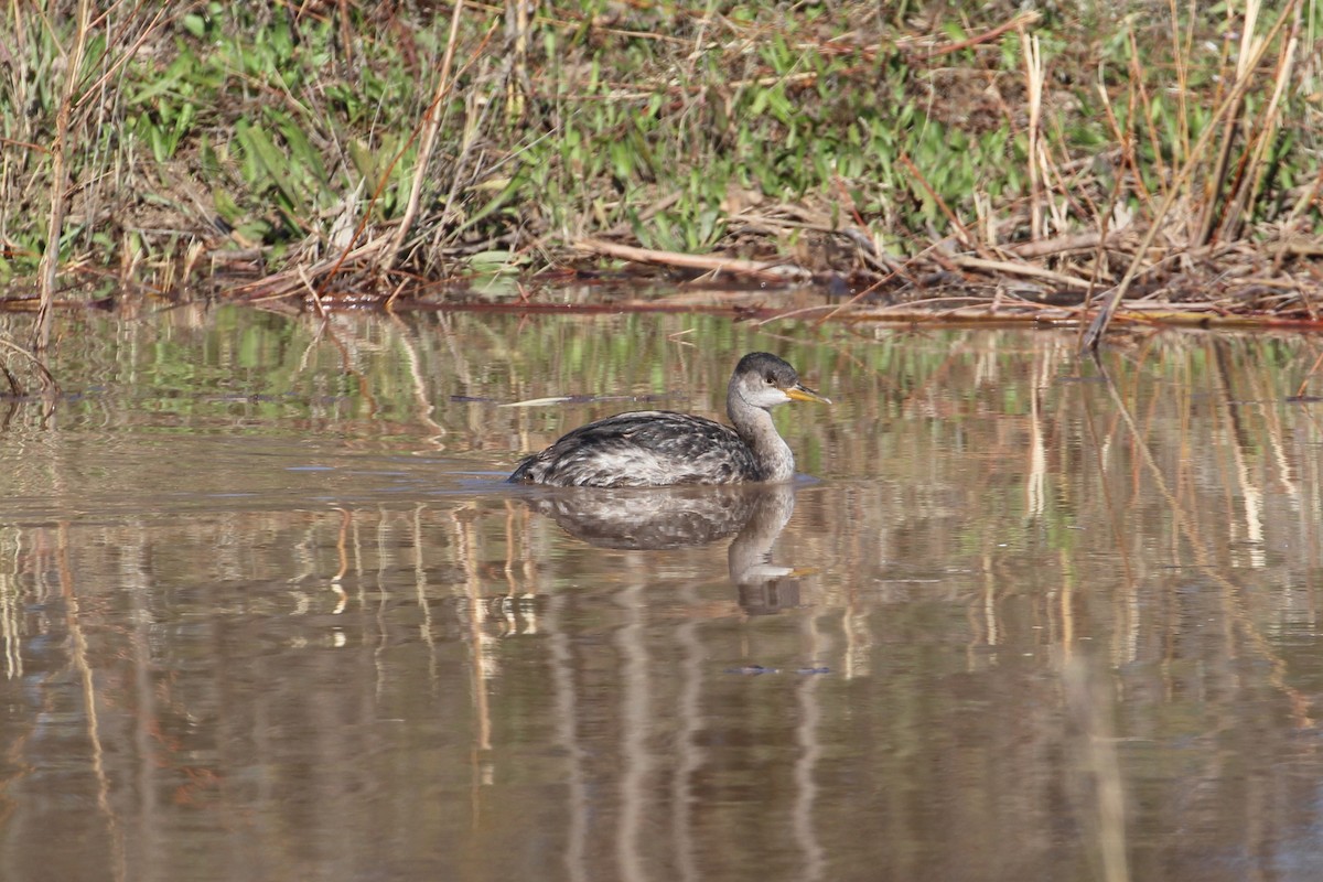 Red-necked Grebe - ML512363421