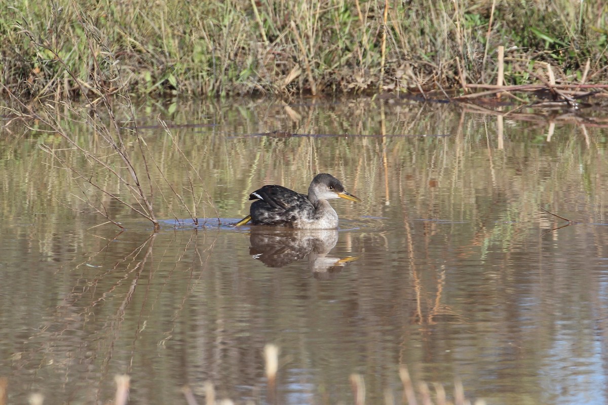 Red-necked Grebe - ML512363441