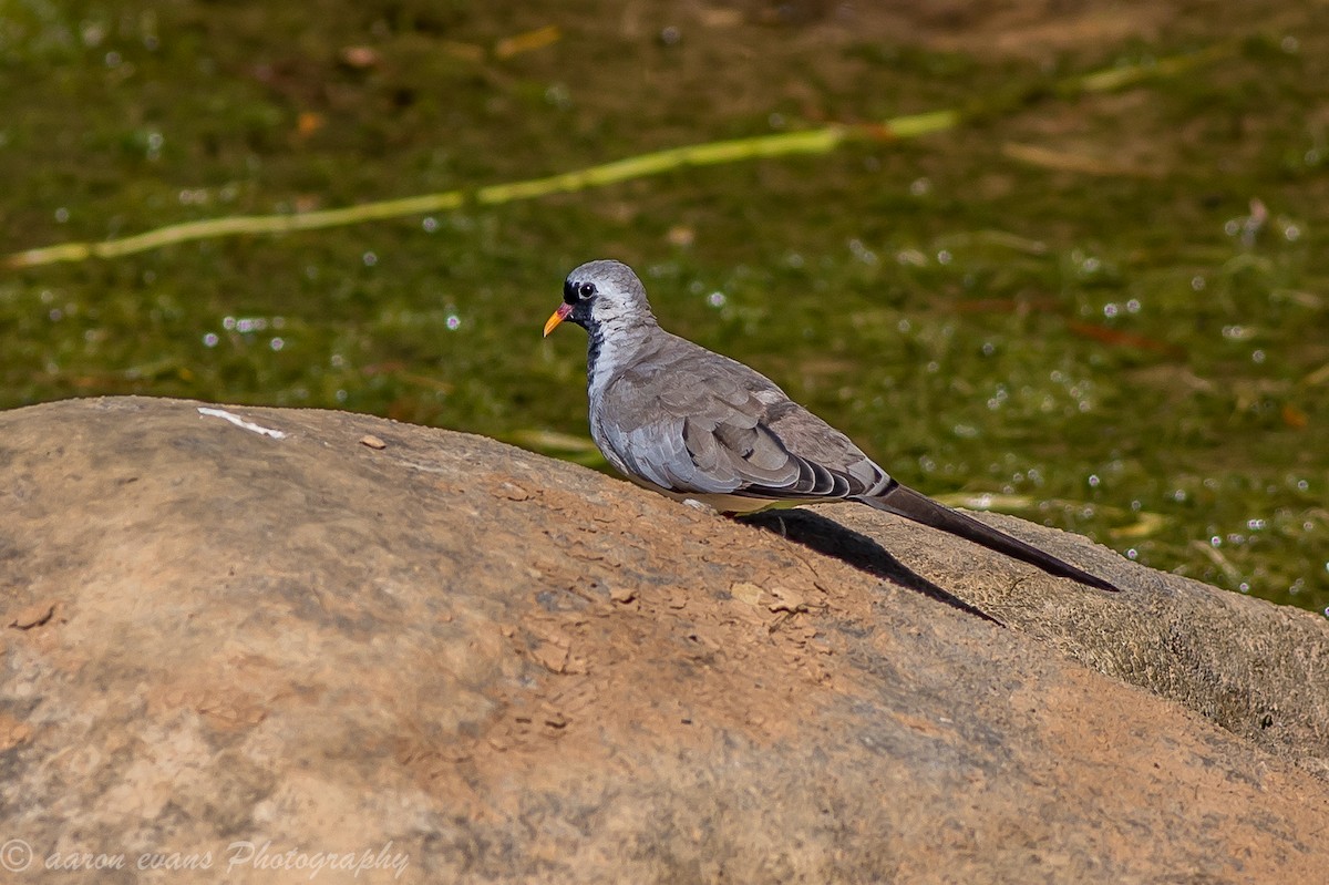 Namaqua Dove - aaron evans