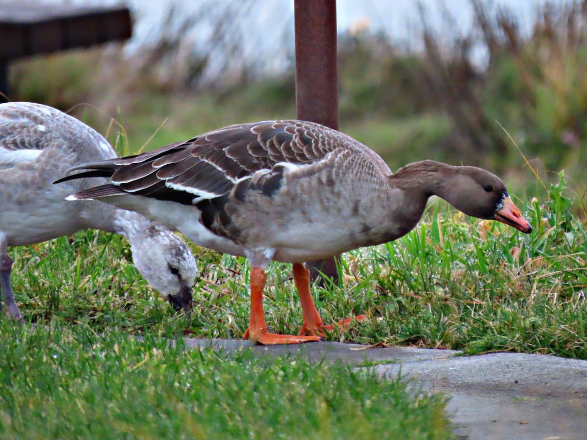 Greater White-fronted Goose - ML512373511