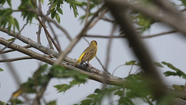 Red-headed Bunting - ML512380121