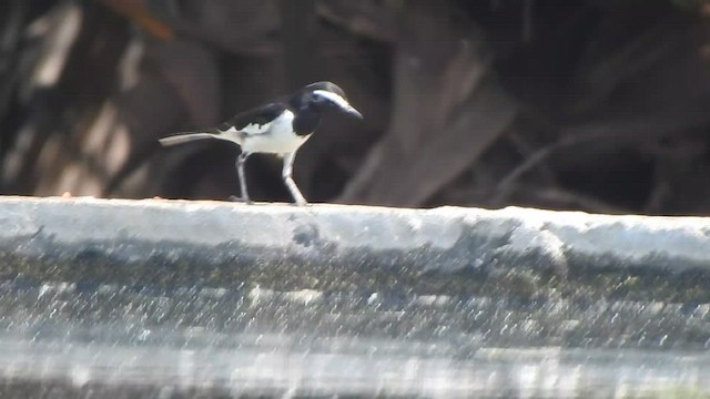 White-browed Wagtail - ML512380921