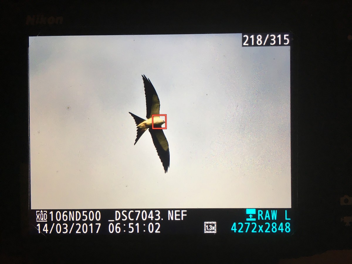 Swallow-tailed Kite - ML51238231