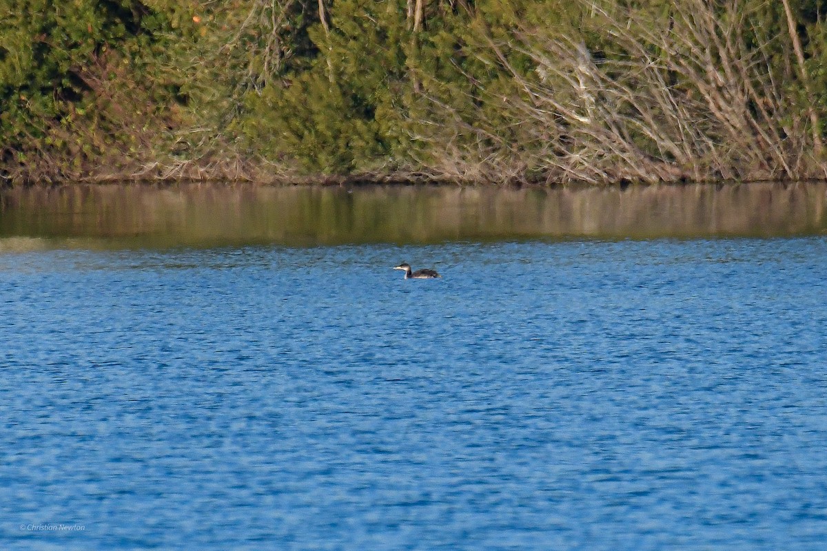 Red-necked Grebe - ML512388701