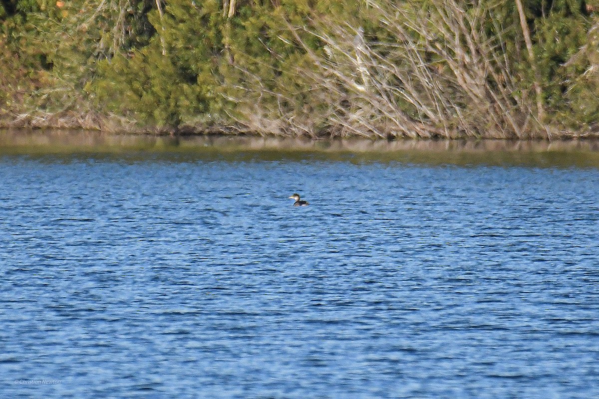 Red-necked Grebe - ML512388771