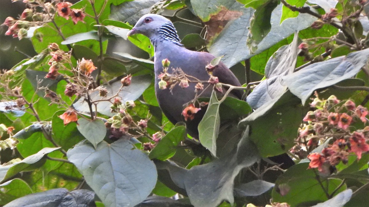 Nilgiri Wood-Pigeon - Girish Chhatpar