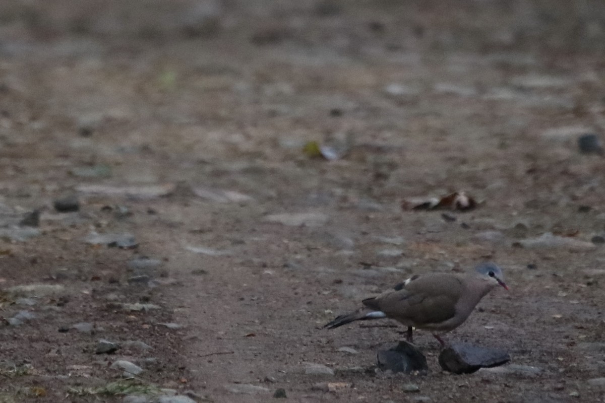 Blue-spotted Wood-Dove - ML512398481