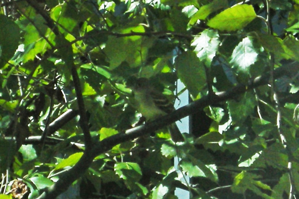 Yellow-bellied Flycatcher - William Keim