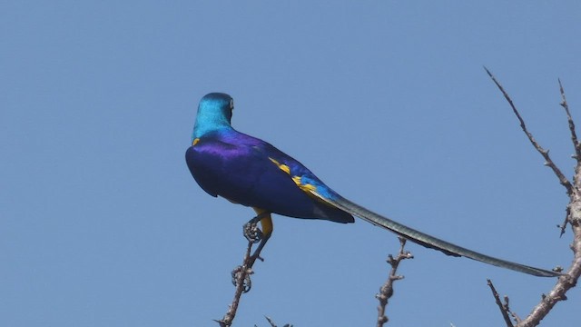 Golden-breasted Starling - ML512401951