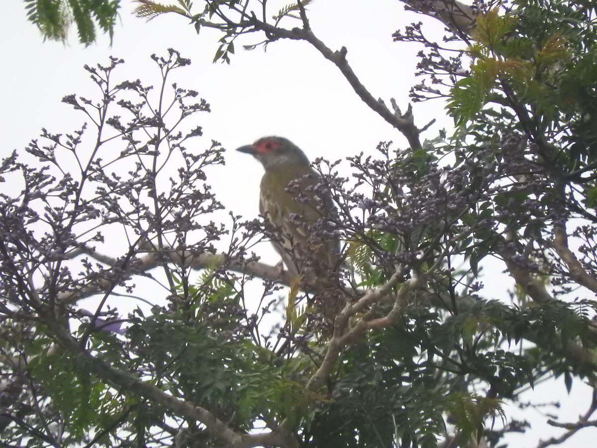 Australasian Figbird - ML512406331