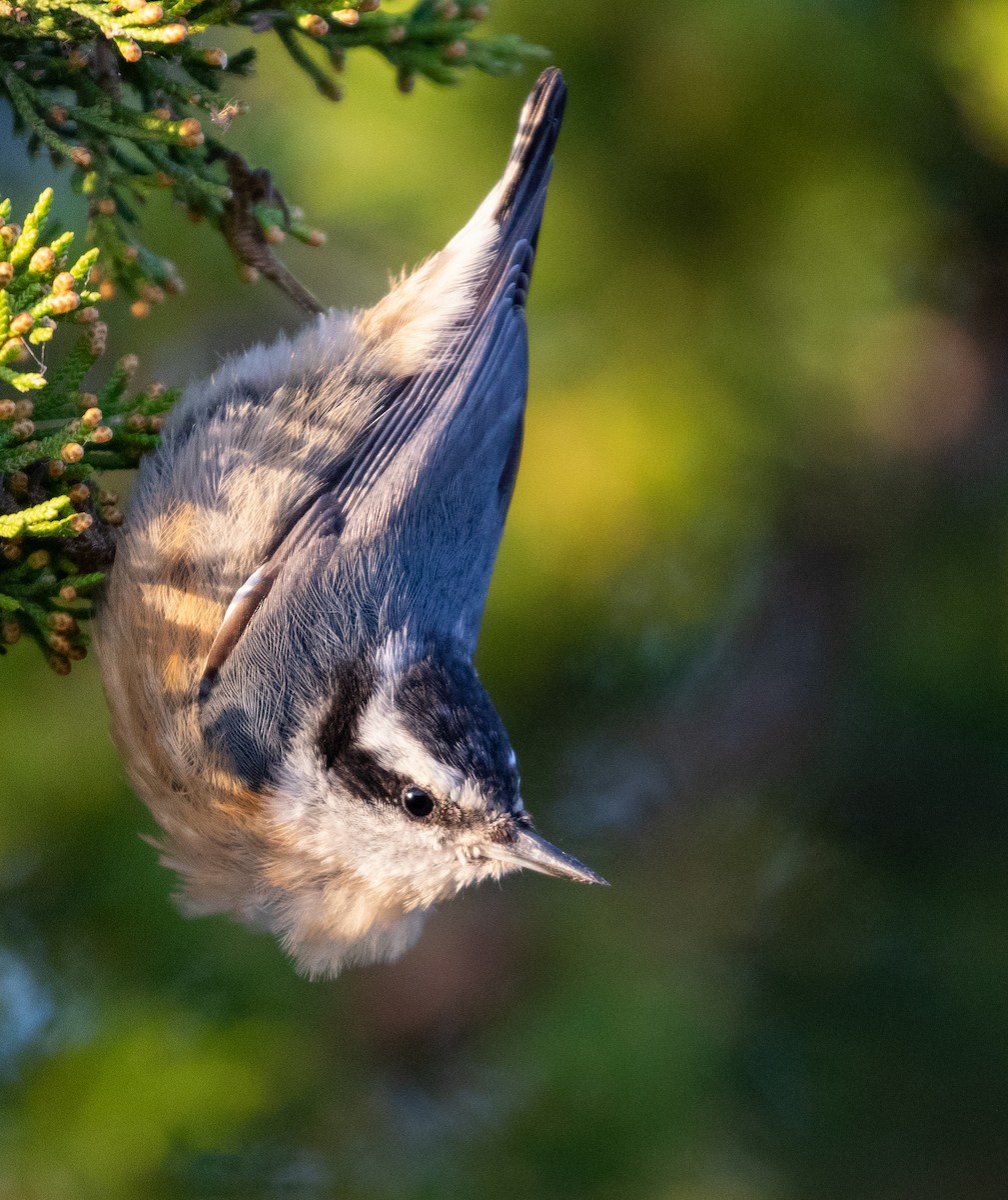 Red-breasted Nuthatch - ML512411951