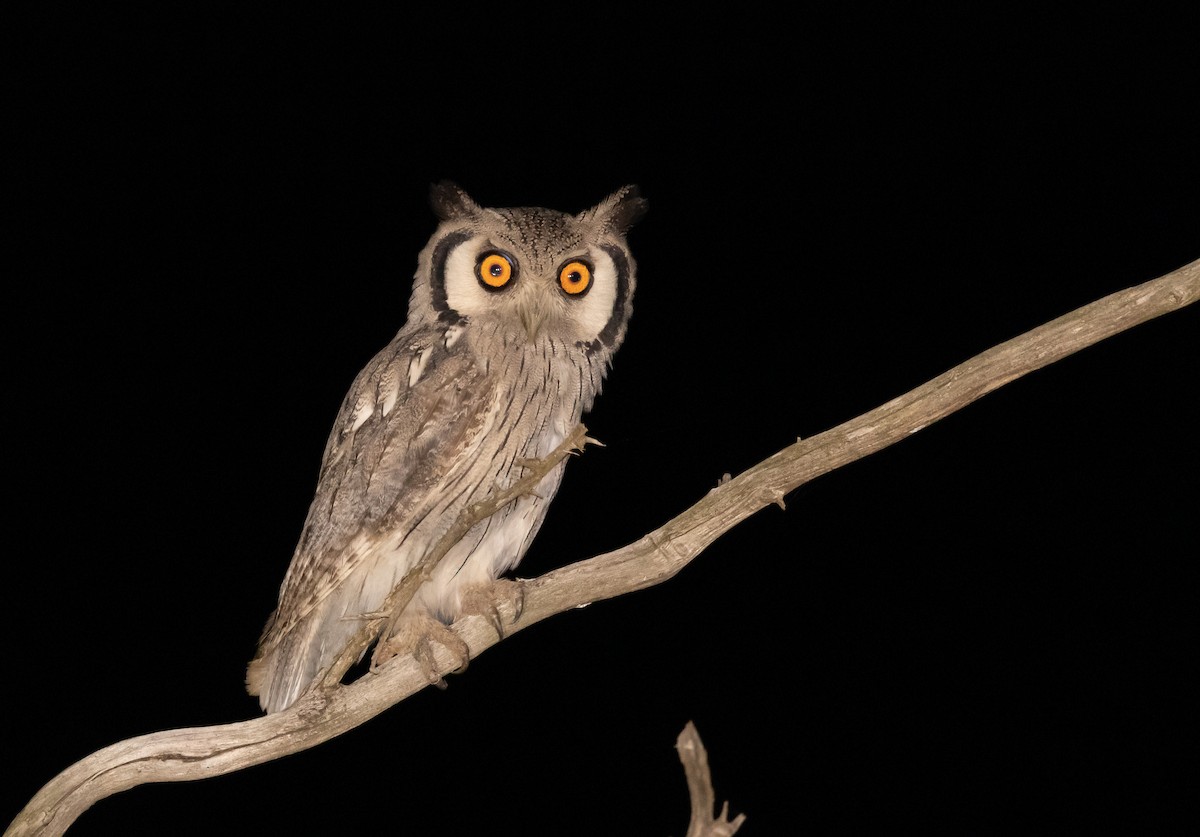 Southern White-faced Owl - Fernando Enrique Navarrete