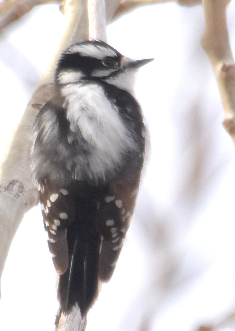 Downy Woodpecker (Rocky Mts.) - ML51241371