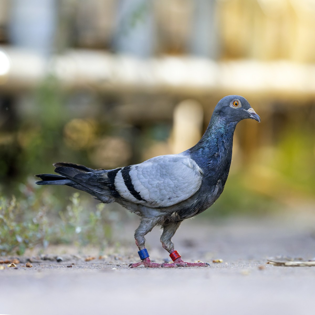 Rock Pigeon (Feral Pigeon) - ML512421091