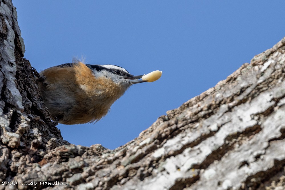 Red-breasted Nuthatch - ML512422141