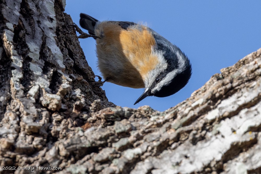 Red-breasted Nuthatch - ML512422151