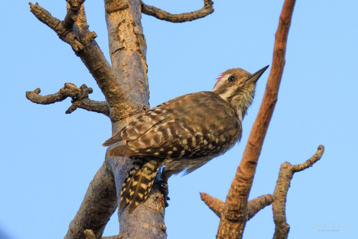 Brown-backed Woodpecker - Wim Schalenbourg