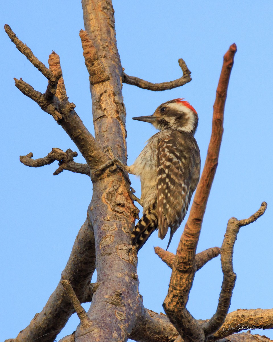 Brown-backed Woodpecker - ML512422341