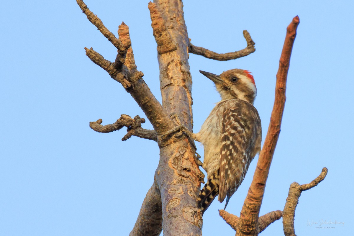 Brown-backed Woodpecker - ML512422351