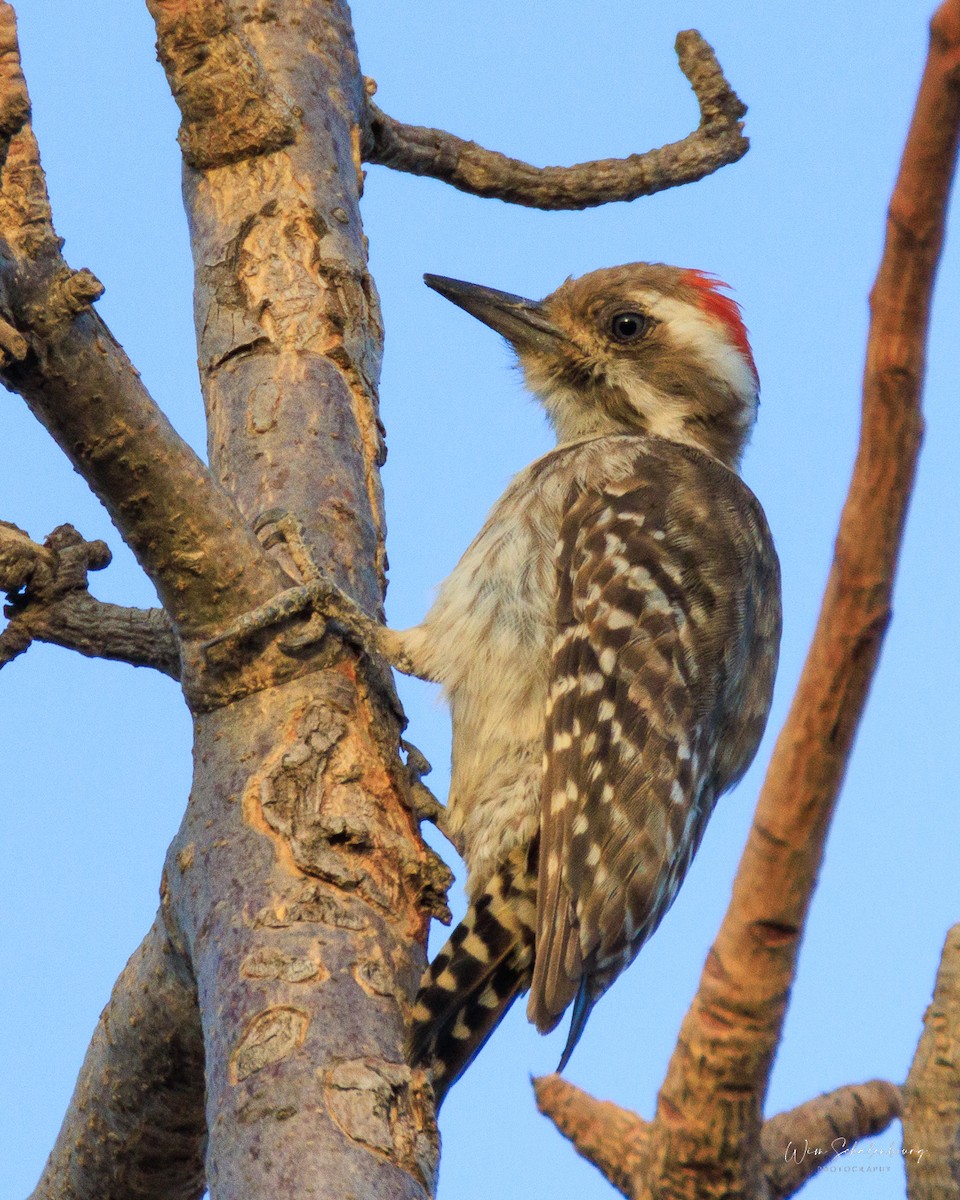 Brown-backed Woodpecker - ML512422371