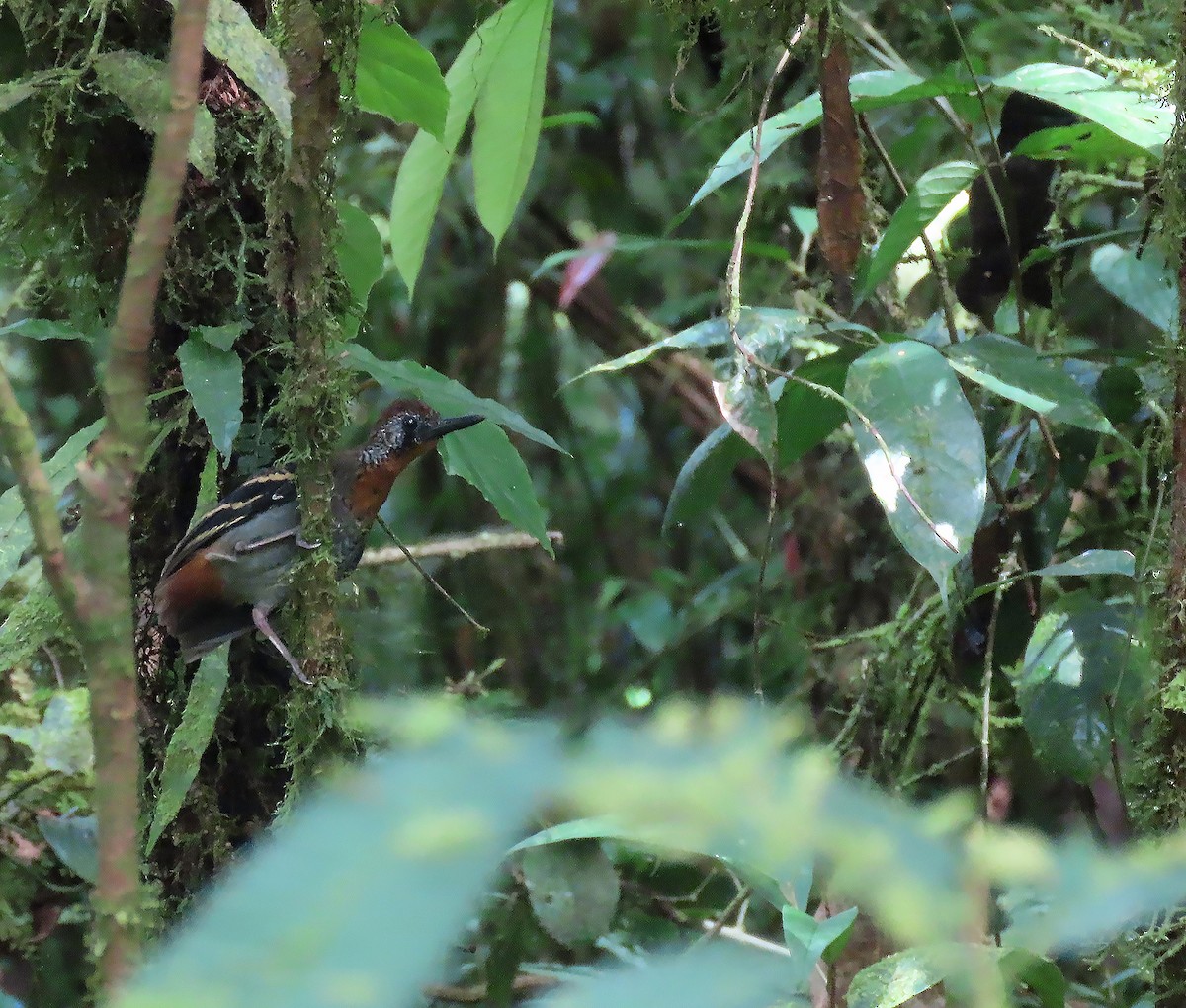 Wing-banded Antbird - sylvain Uriot