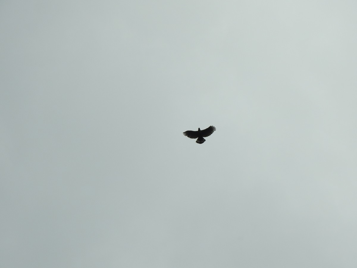 Blyth's Hawk-Eagle - ML512425591