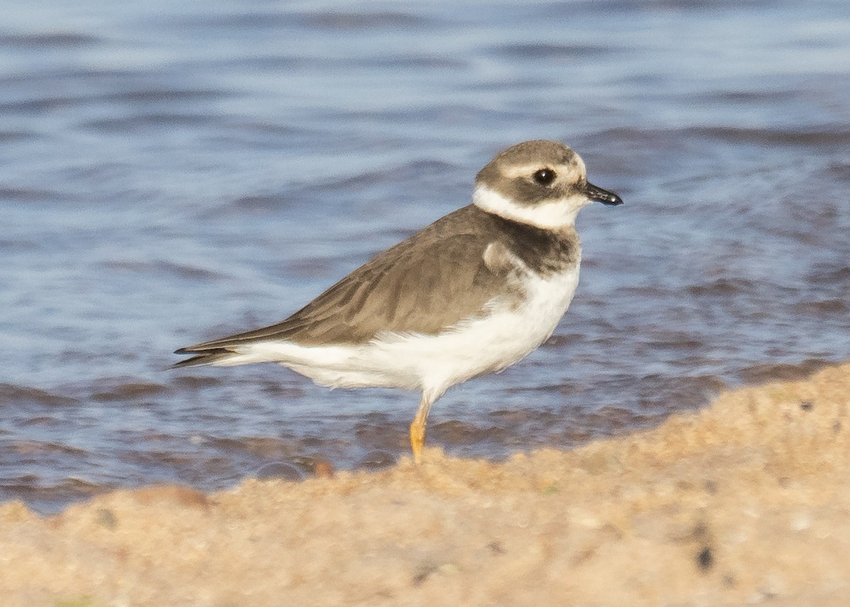 Common Ringed Plover - ML512426051