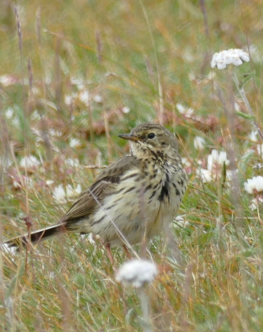 Meadow Pipit - ML512433821