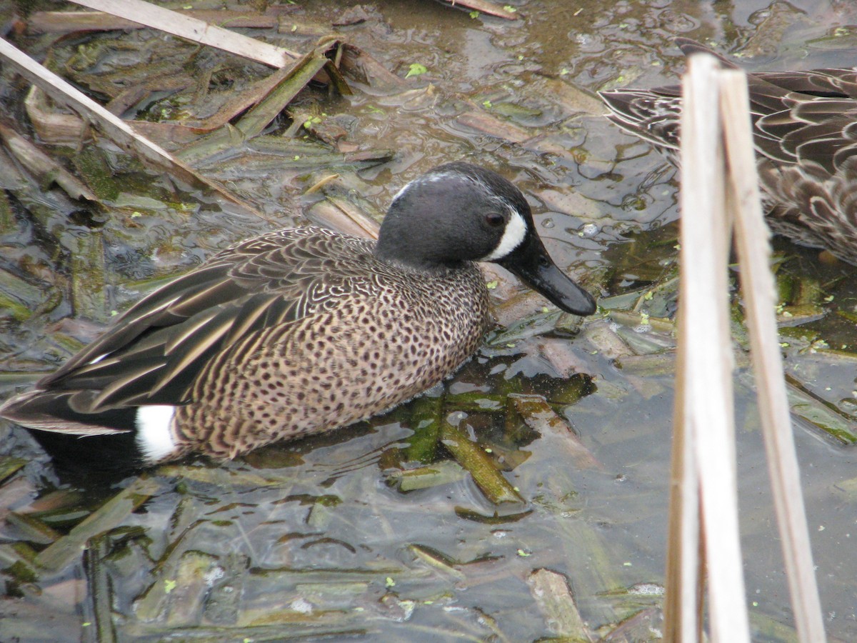 Blue-winged Teal - ML51243761