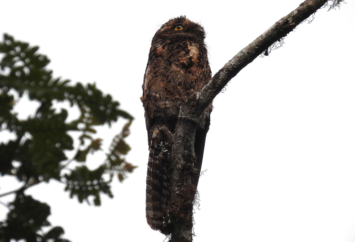 Andean Potoo - ML512438521