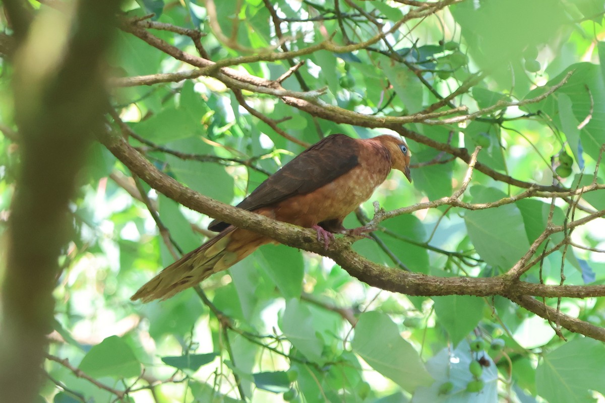Ruddy Cuckoo-Dove - ML512438561