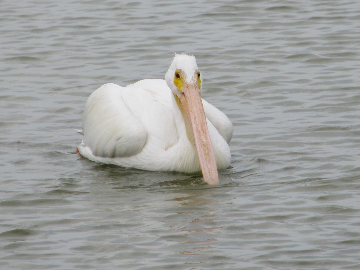American White Pelican - ML51243921