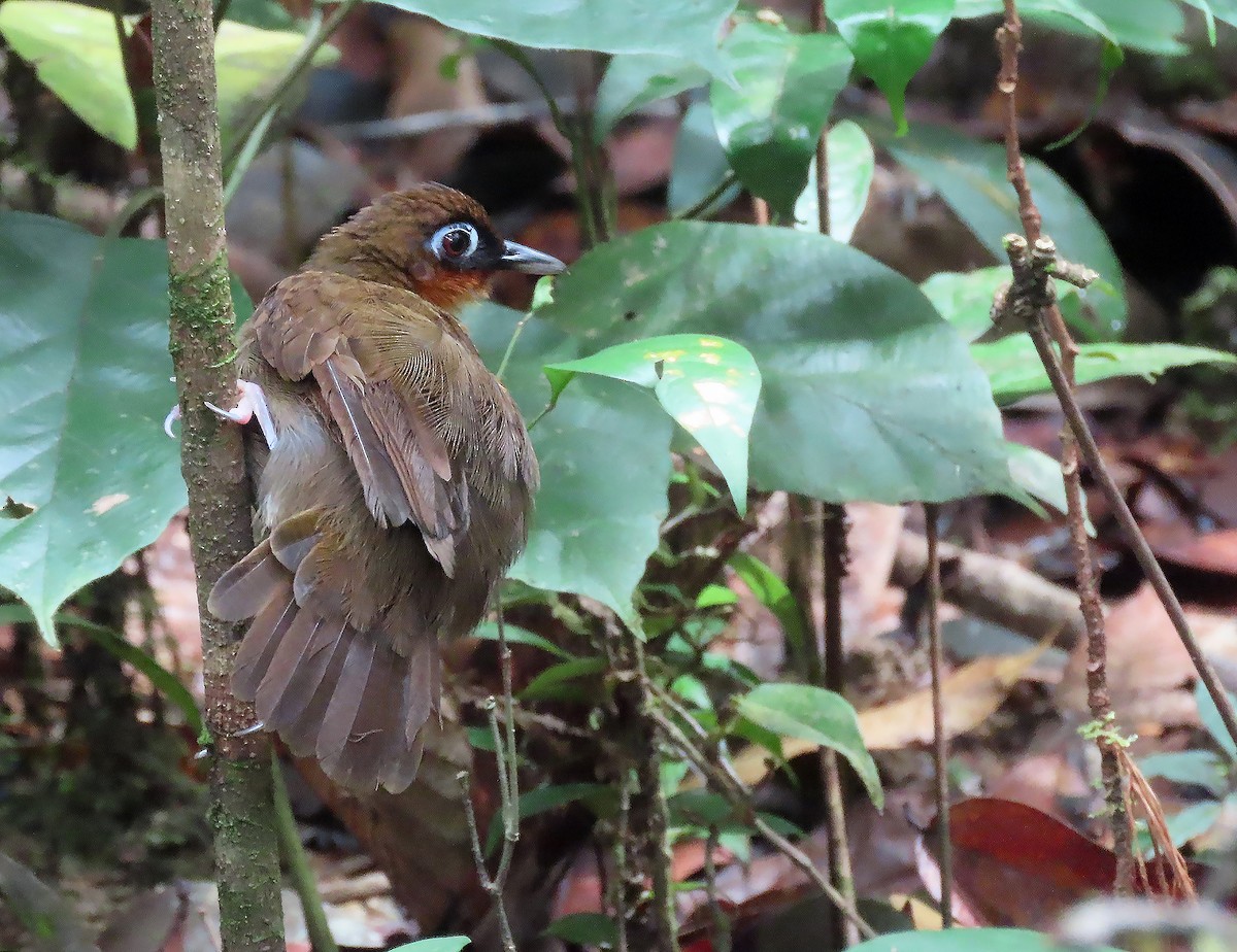 Rufous-throated Antbird - sylvain Uriot