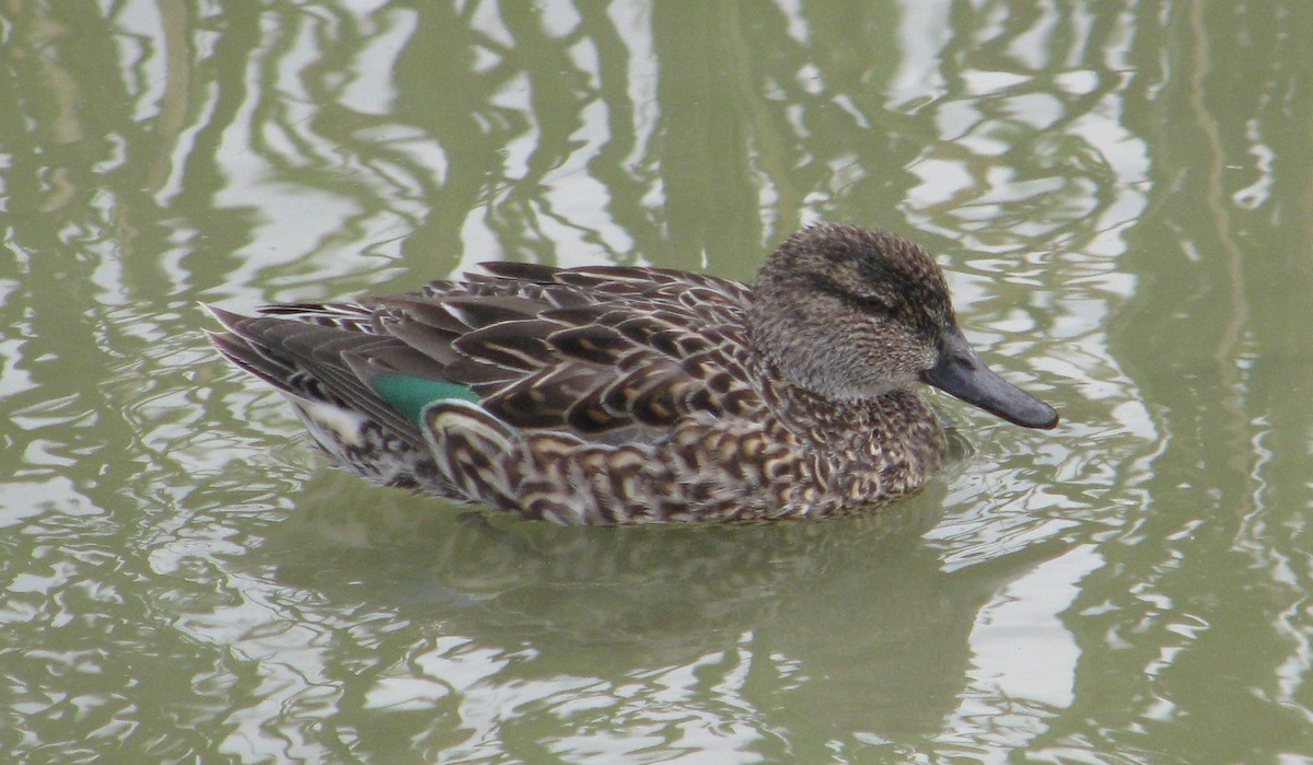 Green-winged Teal - ML51244091