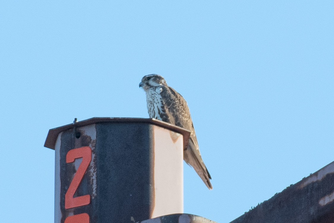 Prairie Falcon - Terri Kurtz