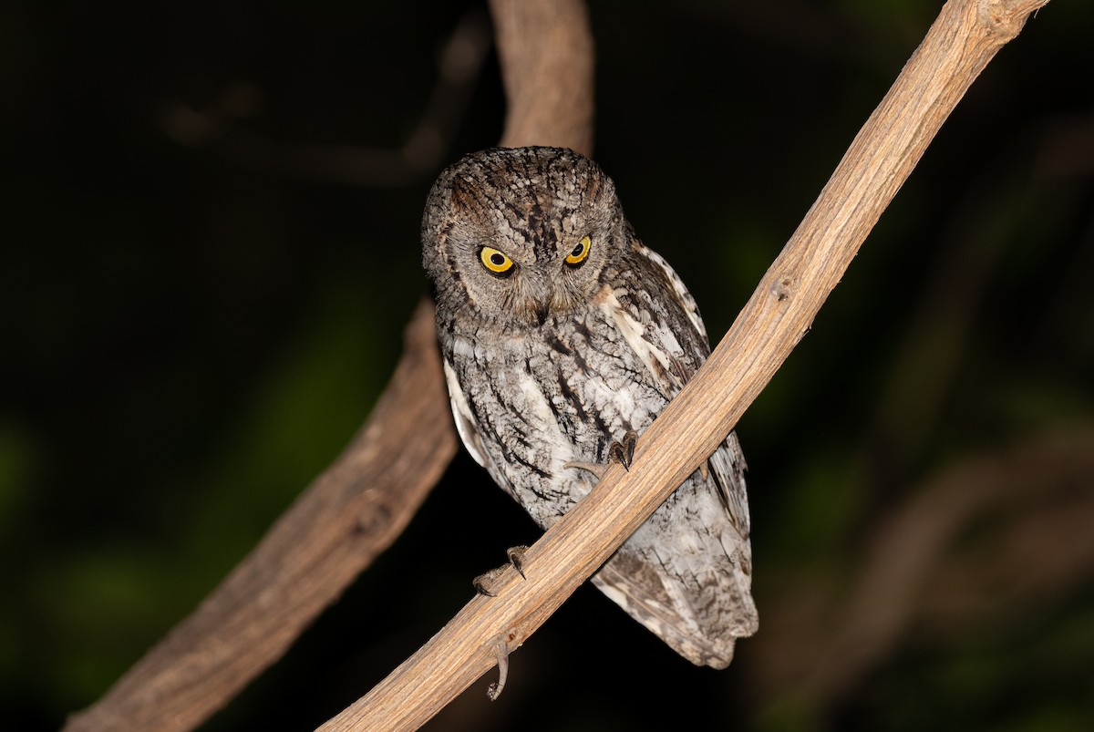 African Scops-Owl - ML512441121