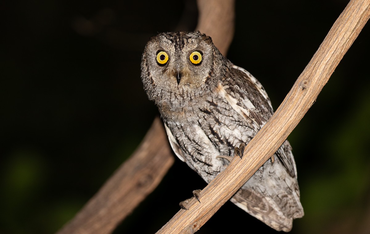 African Scops-Owl - ML512441141