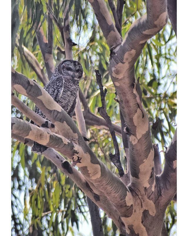 Mottled Wood-Owl - Omkar NARGUND