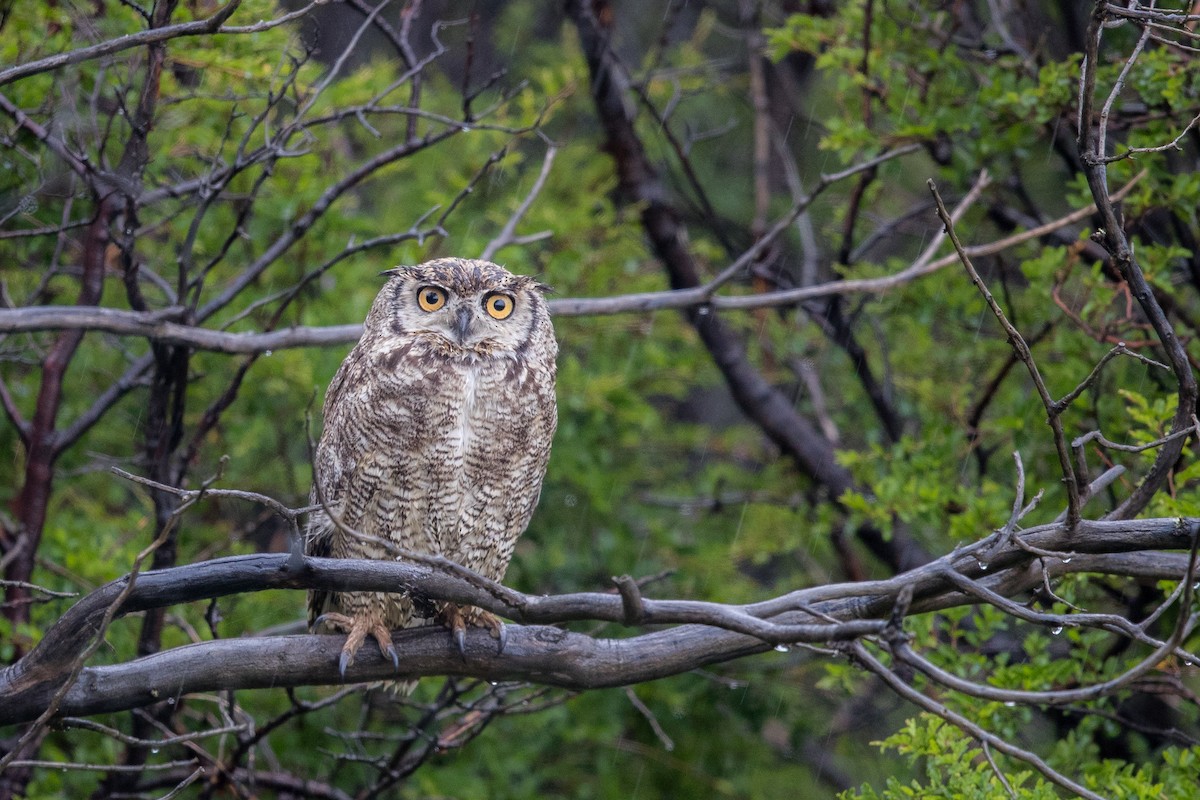 Lesser Horned Owl - ML512441371