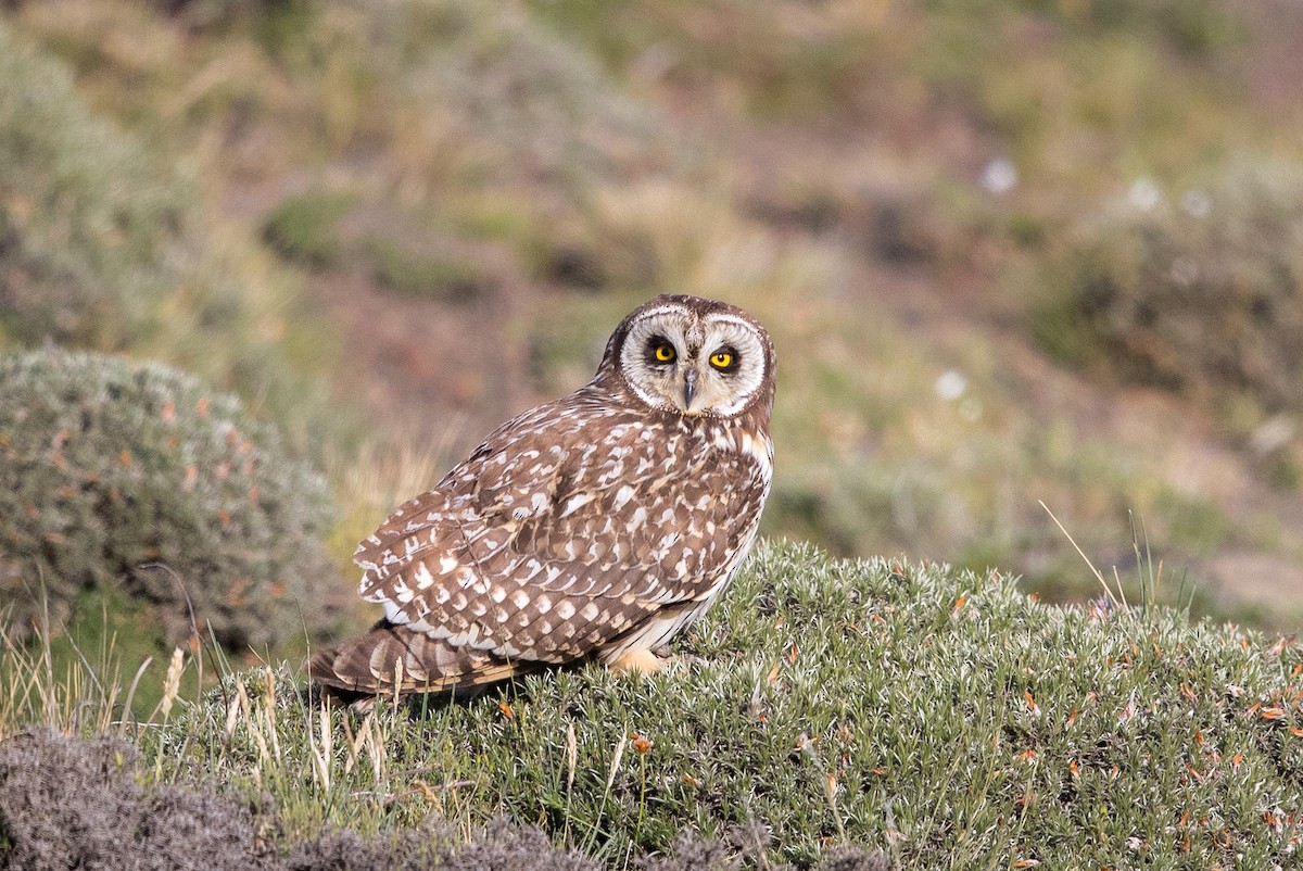 Short-eared Owl (South American) - ML512442061