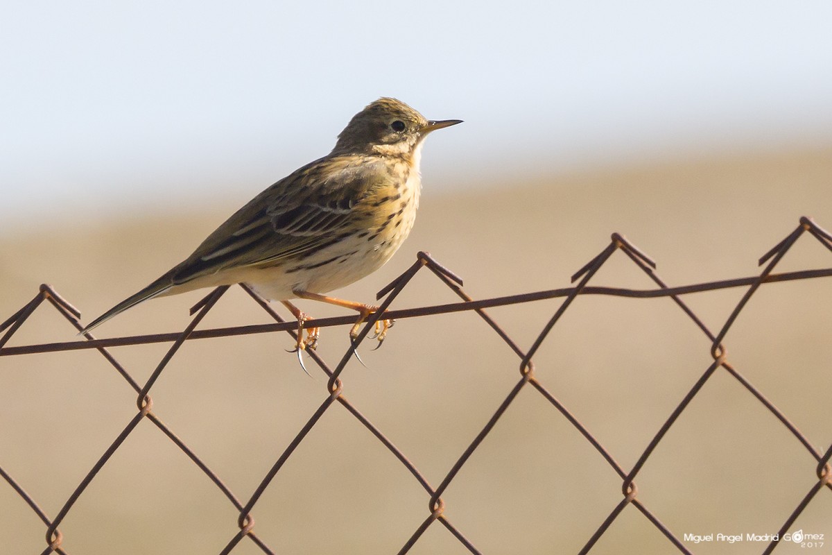 Meadow Pipit - ML51244221