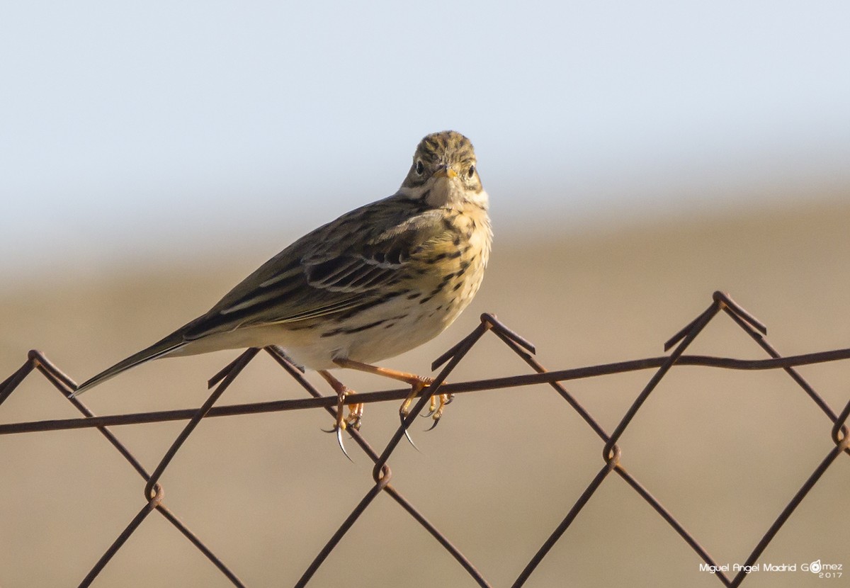 Meadow Pipit - ML51244231