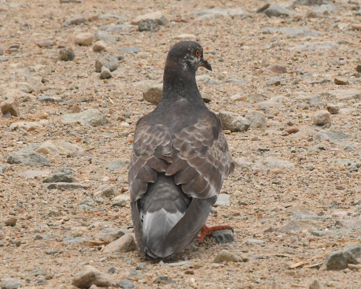 Rock Pigeon (Feral Pigeon) - ML512442451