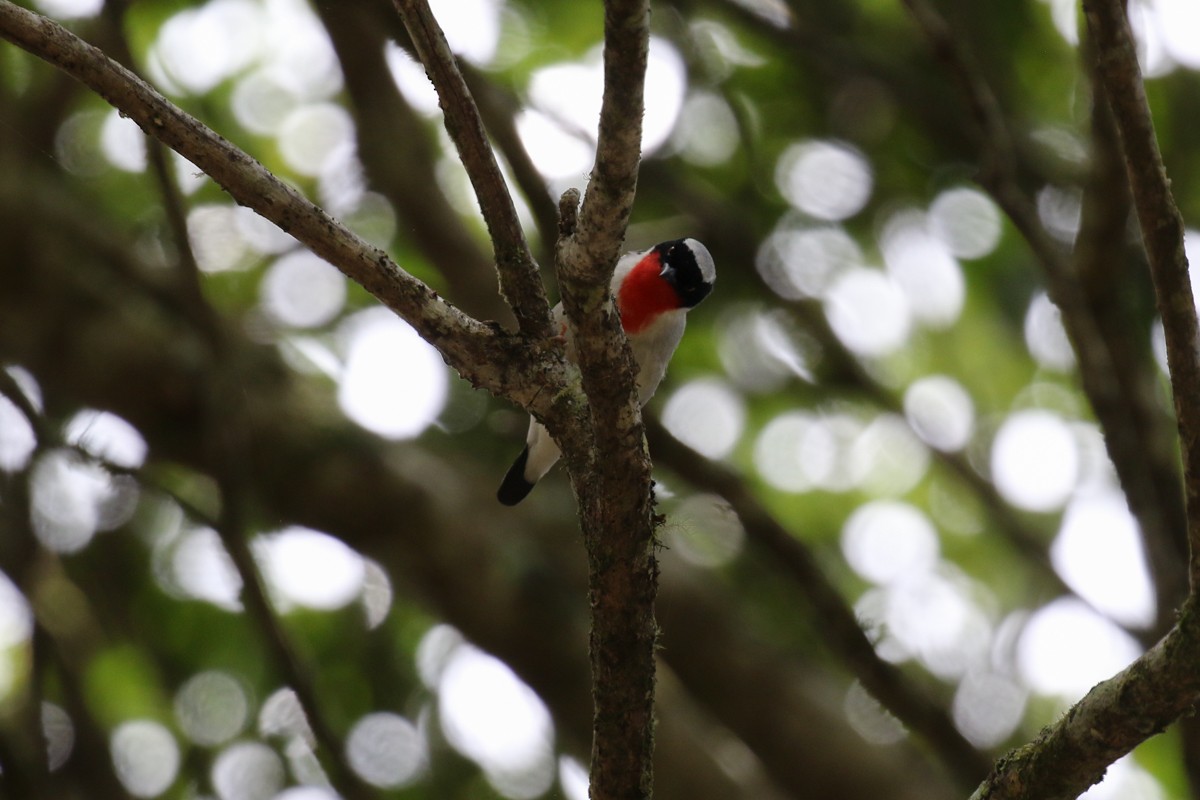 Cherry-throated Tanager - ML512444181