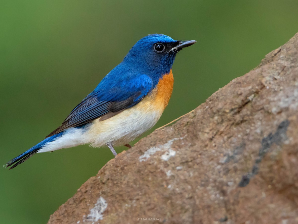 Blue-throated Flycatcher - ML512445881